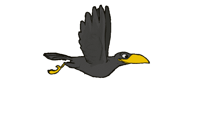 Pájaro